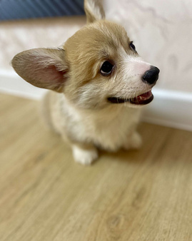 Щенок Корги