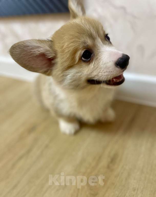 Собаки в других городах Нижегородской области: Щенок Корги Мальчик, 55 000 руб. - фото 1