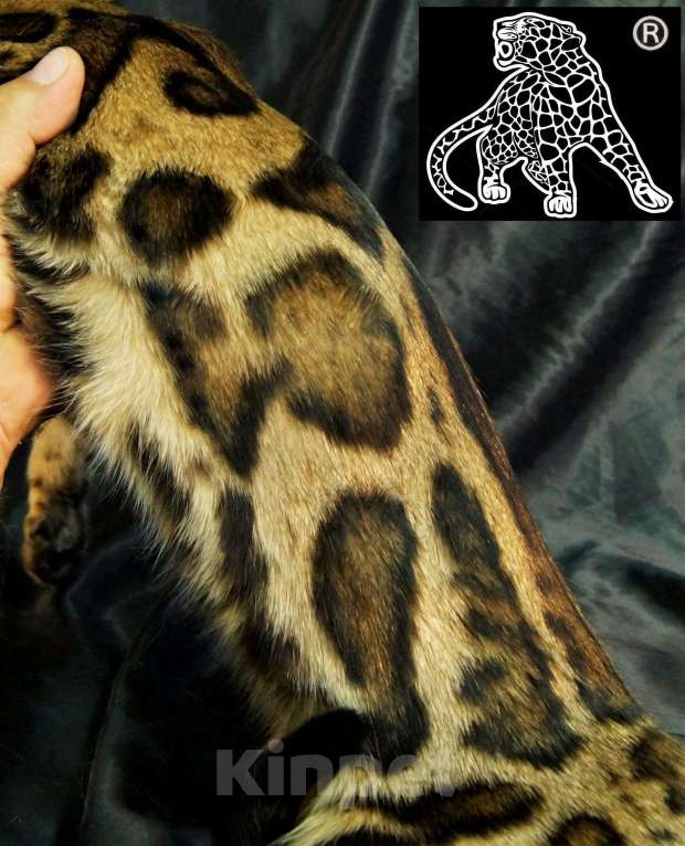 Кошки в Хабаровске: Бенгальский котенок. Профессиональный Питомник. Девочка, Бесплатно - фото 4