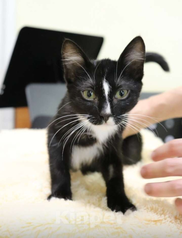 Кошки в других городах Ленинградской области: Котёнок ДимЮрич, ласковый и ручной Мальчик, 500 руб. - фото 1