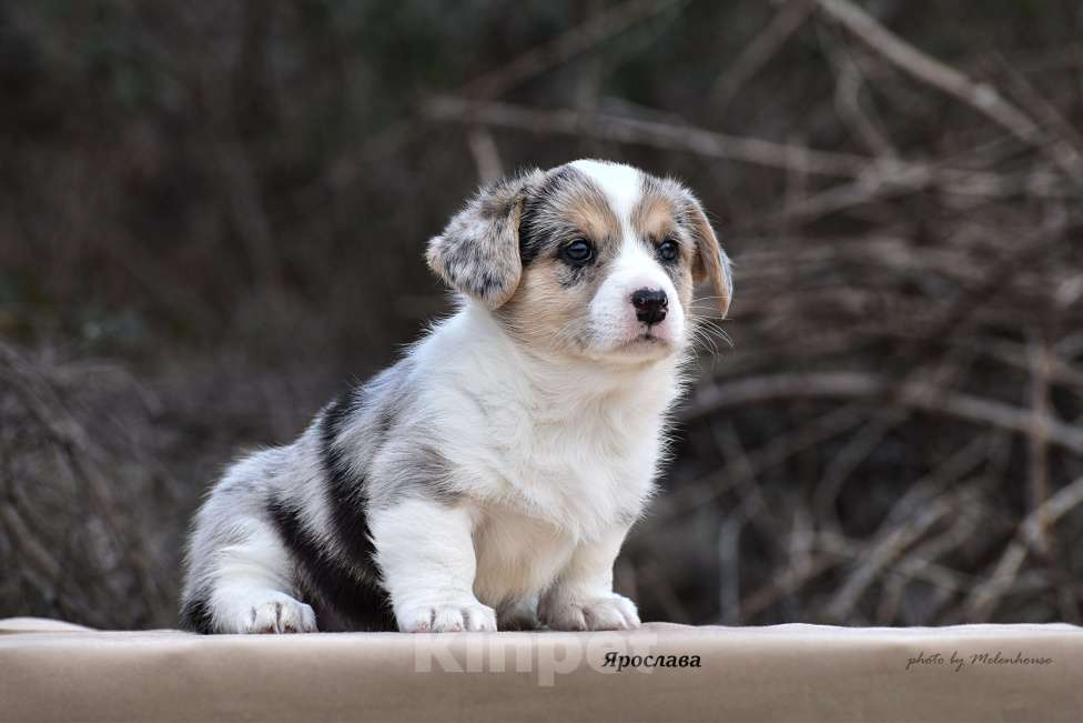 Собаки в Домодедово: Щенок вельш корги кардиган Девочка, 60 000 руб. - фото 3