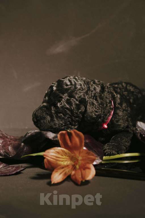 Собаки в Москве: EKHIDNA Испанская Водяная собака Девочка, 180 000 руб. - фото 7