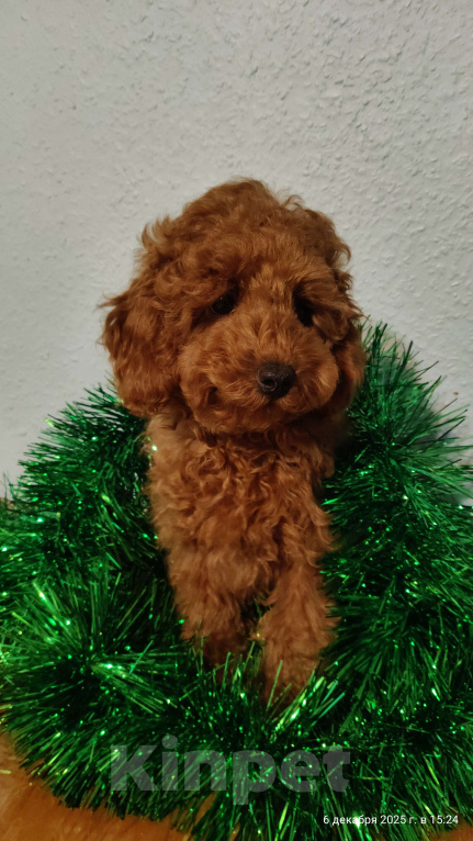 Собаки в Мытищах: Миниатюрный пудель Анто Мальчик, 75 000 руб. - фото 2