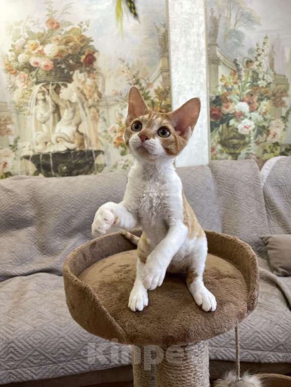 Кошки в Москве: Котенок девон-рекс Девочка, 55 000 руб. - фото 6