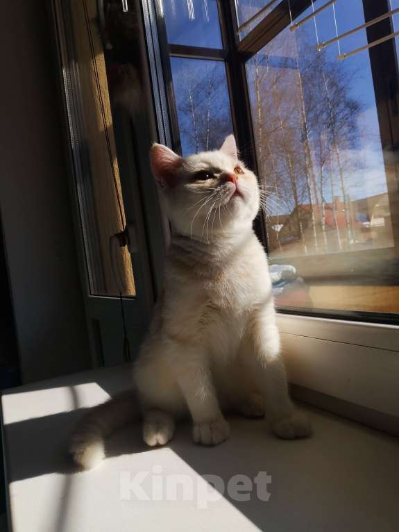 Кошки в Москве: Шотландские котятки  Мальчик, 10 000 руб. - фото 3