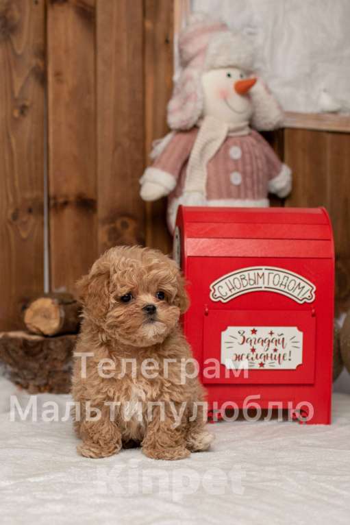 Собаки в Ростове-на-Дону: Щенок мальтипу f1 Мальчик, 100 000 руб. - фото 3