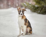 Собаки в Москве: Невероятный красавец щенок Бальмонт в дар Мальчик, Бесплатно - фото 4