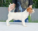 Собаки в Белоусовом: Щенки джек рассел терьера Мальчик, 50 000 руб. - фото 5