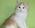 Кошки в Омске: Мальчик солнышко Мальчик, 13 000 руб. - фото 1