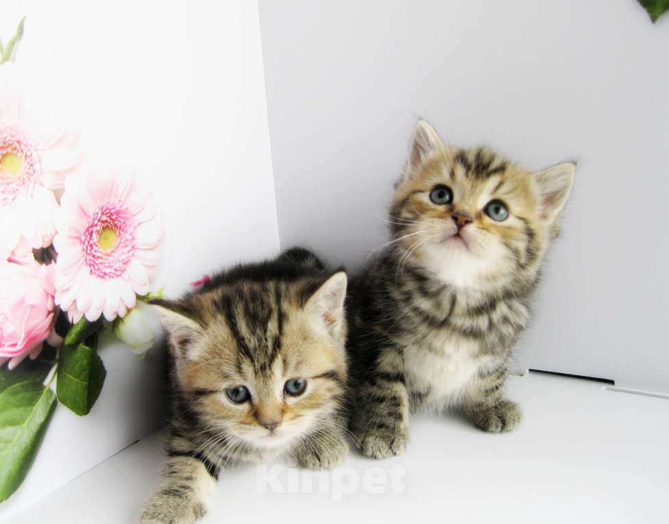 Кошки в Ставрополе: Шотландские котята с документами Разнополые, 10 000 руб. - фото 4