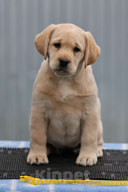 Собаки в Калуге: Палевая девочка лабрадора высокого качества из питомника РКФ/FCI Девочка, Бесплатно - фото 1