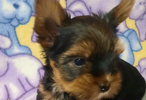 Милые Йорки