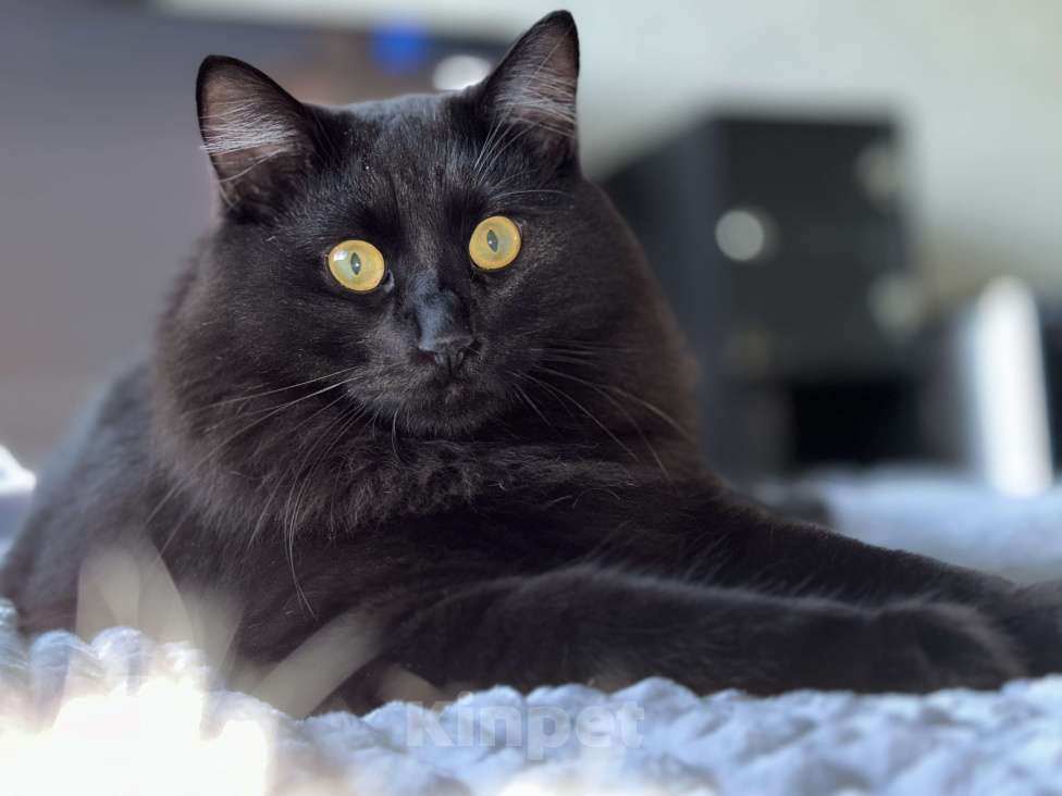 Кошки в других городах Московской области: Отдам в добрые руки двух братиков Мальчик, Бесплатно - фото 3