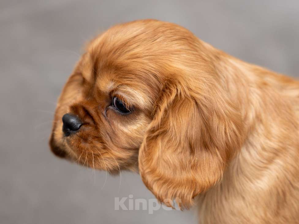 Собаки в Москве: Щенок кавалер кинг чарльз спаниель Мальчик, Бесплатно - фото 1