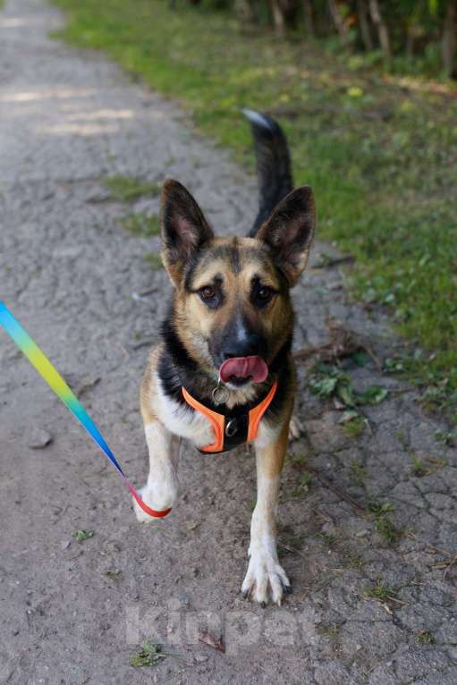 Собаки в Москве: Тоффи самая ласковая собака в мире! Девочка, Бесплатно - фото 9