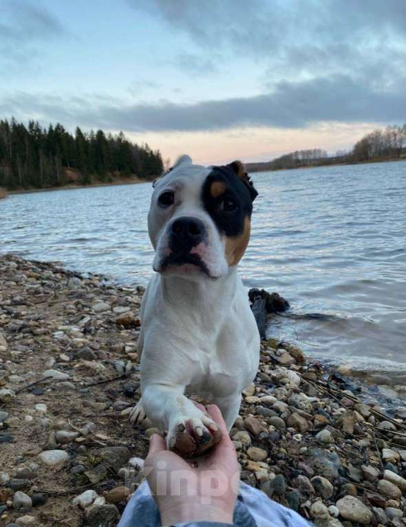 Собаки в других городах Московской области: ПРОПАЛА СОБАКА Девочка, 100 000 руб. - фото 2