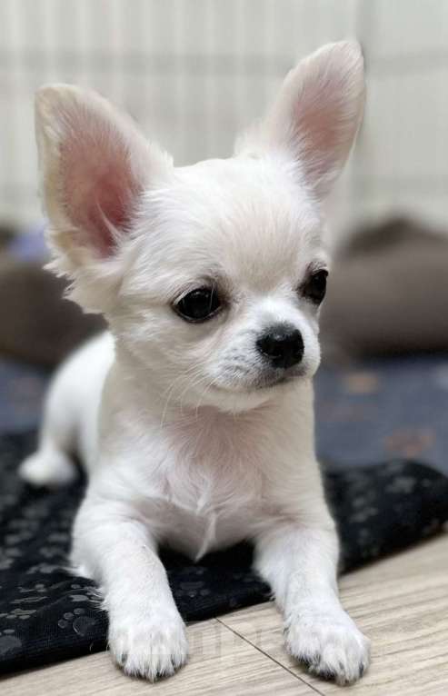 Собаки в Кирове: щенки чихуахуа Мальчик, Бесплатно - фото 2