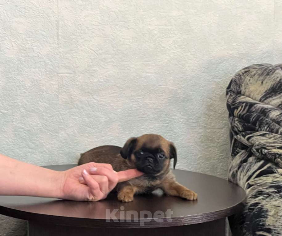 Собаки в Белгороде: Девочки Малого Пти Брабансона РКФ Девочка, 60 000 руб. - фото 8