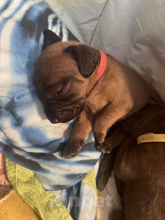 Собаки в Санкт-Петербурге: Щенок редкой породы Баварской горной гончей Мальчик, 80 000 руб. - фото 2