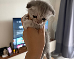 Кошки в других городах Ленинградской области: Шотландские котята Разнополые, 20 000 руб. - фото 3
