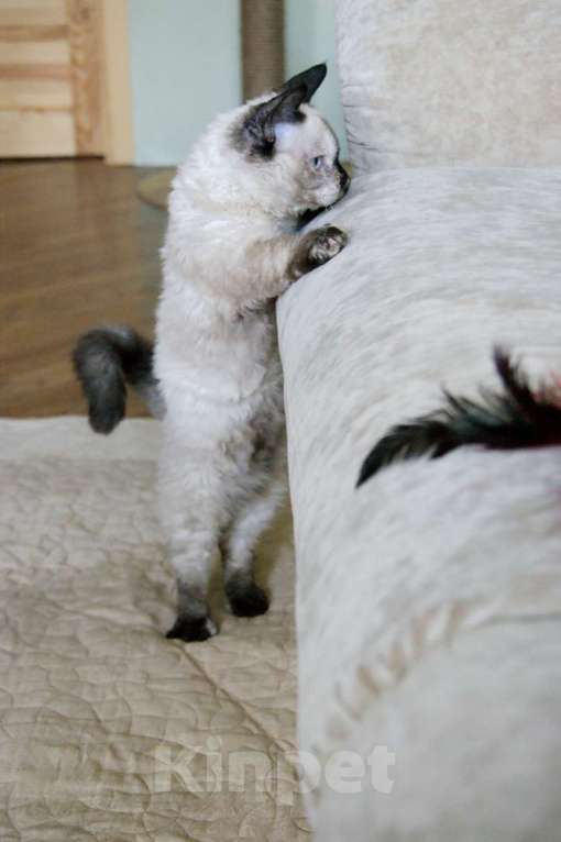 Кошки в Москве: Кудрявый котенок веселая Ялта  Девочка, Бесплатно - фото 6