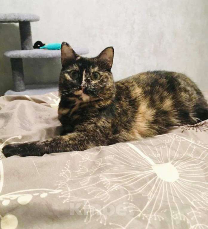 Кошки в Москве: Кошечка Ежевика ищет дом Девочка, Бесплатно - фото 4