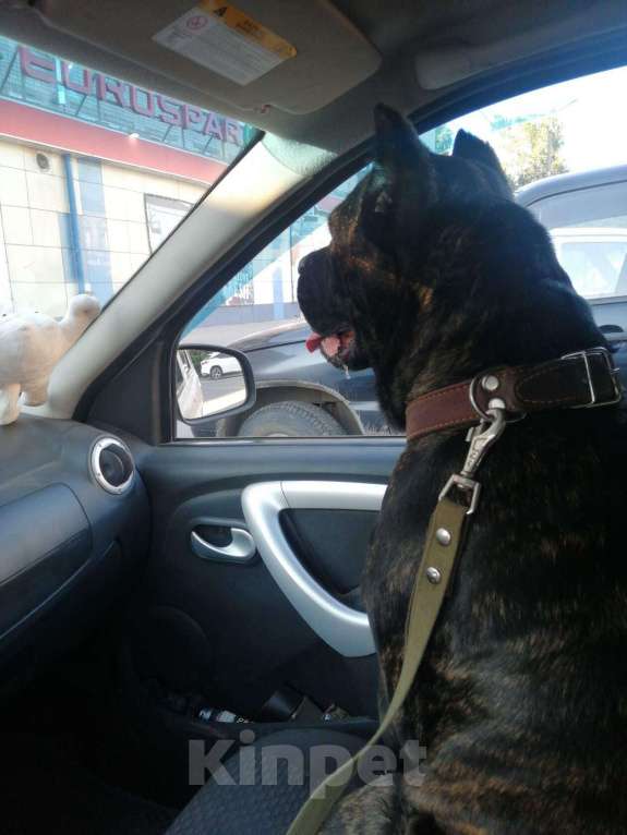 Собаки в Городце: Отдам в добрые руки Девочка, Бесплатно - фото 1