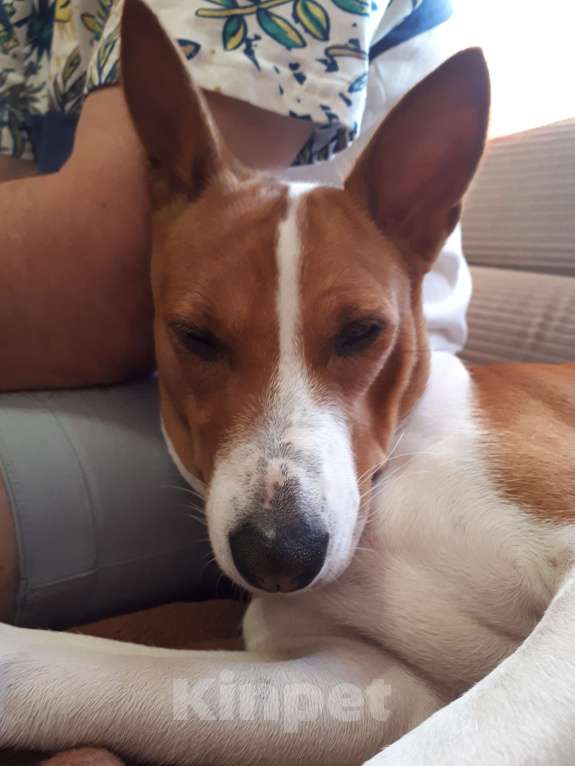 Собаки в Санкт-Петербурге: Пропала собачка Девочка, 100 000 руб. - фото 3