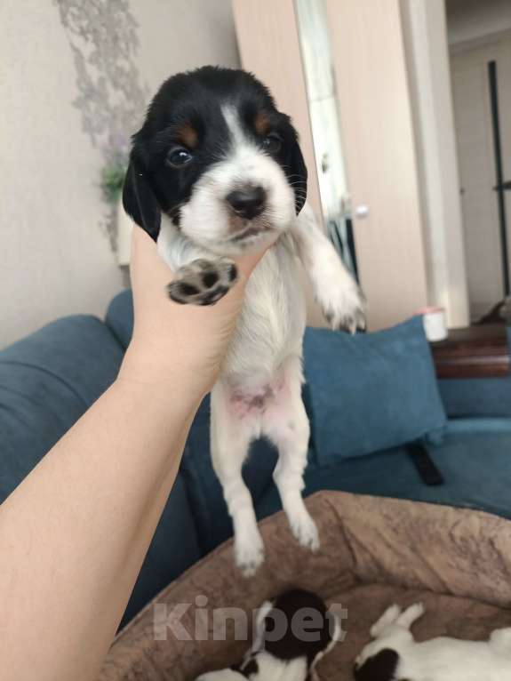 Собаки в других городах Новосибирской области: Мальчик 3 Мальчик, 10 000 руб. - фото 1