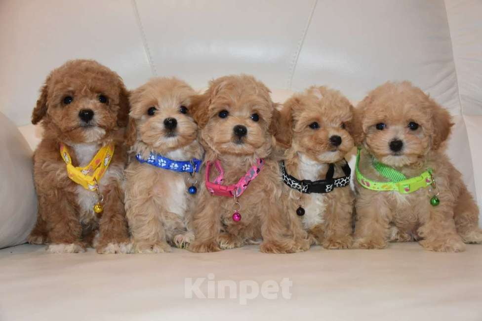 Собаки в Москве: Мальтипу мальчик Скай Мальчик, 100 000 руб. - фото 2