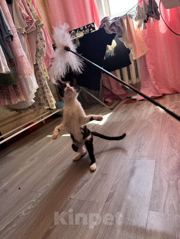 Кошки в Севастополе: марка Девочка, Бесплатно - фото 2