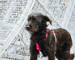 Собаки в Москве: Бородатик Соня ищет дом Девочка, 1 руб. - фото 6