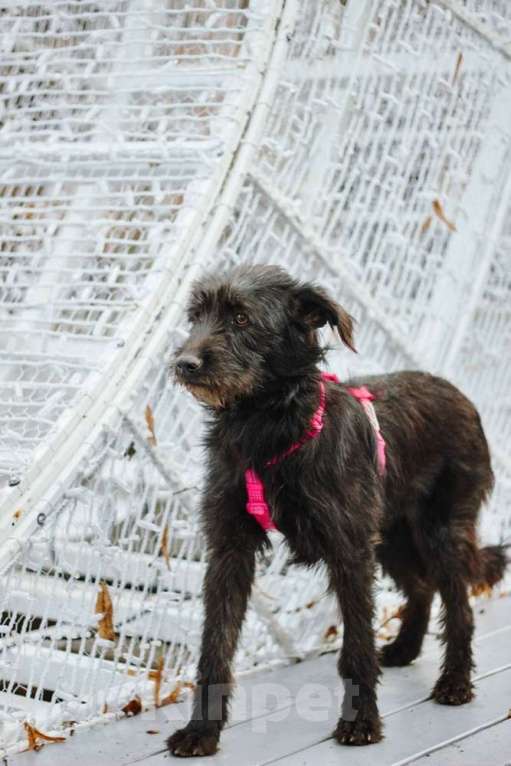 Собаки в Москве: Бородатик Соня ищет дом Девочка, 1 руб. - фото 6