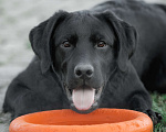 Собаки в Санкт-Петербурге: Щенок лабрадора-черный мальчик Мальчик, 90 000 руб. - фото 6