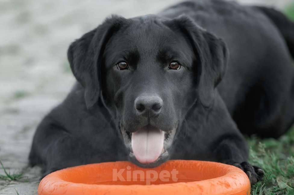 Собаки в Санкт-Петербурге: Щенок лабрадора-черный мальчик Мальчик, 90 000 руб. - фото 6