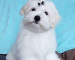 Собаки в Москве: Щенок мальтийской болонки. Мальчик, 100 000 руб. - фото 2