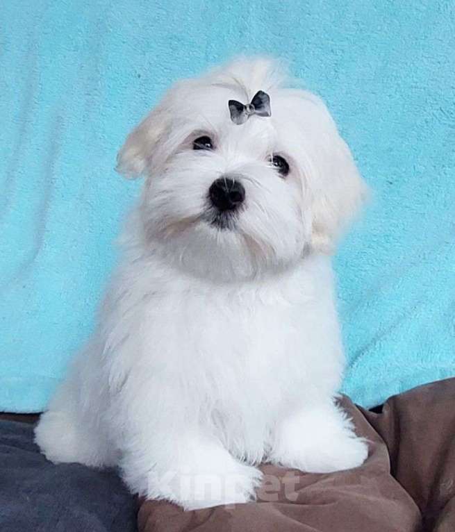 Собаки в Москве: Щенок мальтийской болонки. Мальчик, 100 000 руб. - фото 2