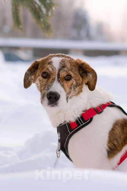 Собаки в Москве: Ищет дом маленькая белая принцесса Девочка, Бесплатно - фото 9