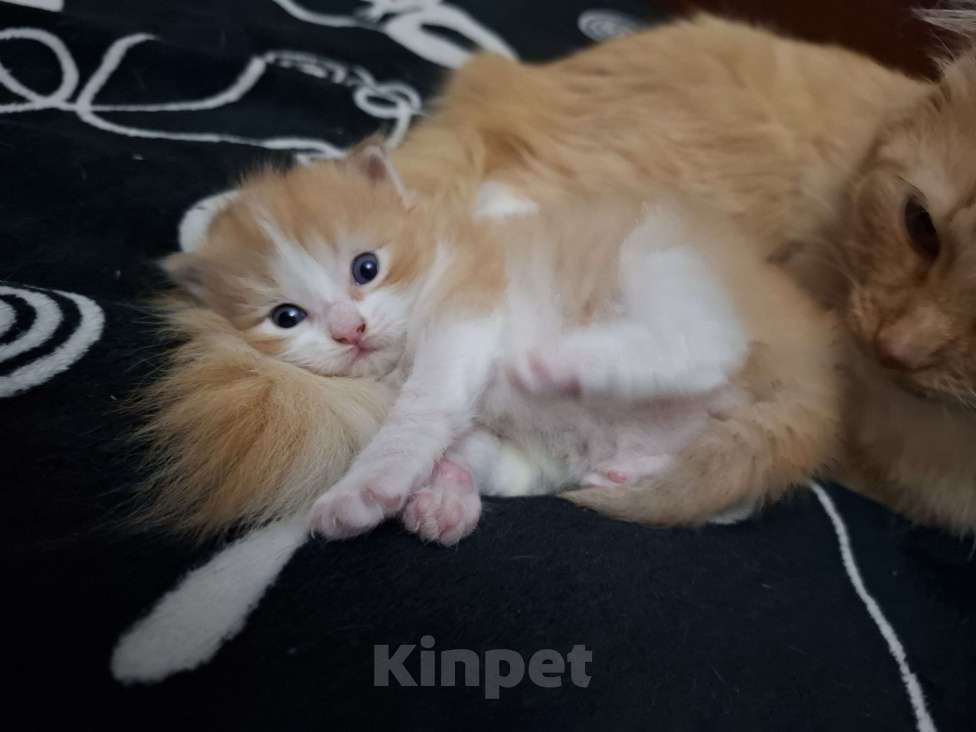 Кошки в Москве: Отдадим в добрые руки рыженькую девочку Девочка, Бесплатно - фото 4