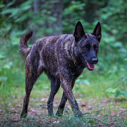 Голландская овчарка (хердер)