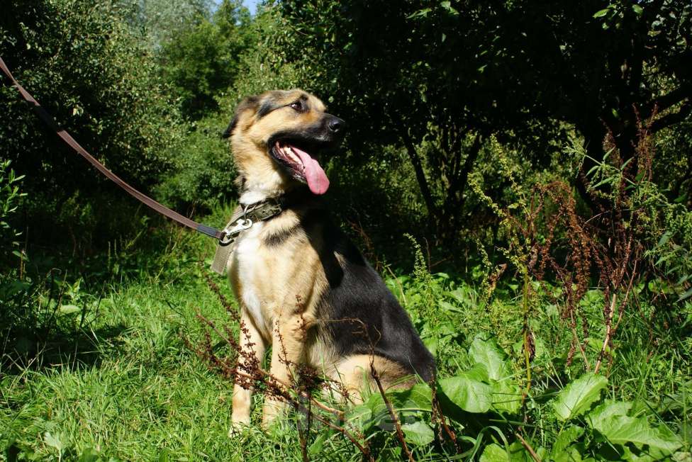 Собаки в Москве: Герман Мальчик, Бесплатно - фото 3