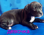 Собаки в Москве: Перспективная девочка американского питбультерьера Девочка, 45 000 руб. - фото 1