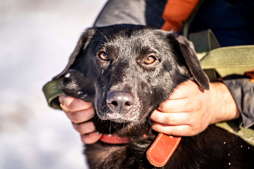 Гуччи — грациозный и задорный пёс