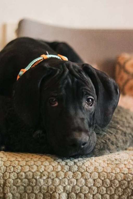 Собаки в Москве: Ищут семью трое щенков Kaнe Kорсо и их мама Лиси! Мальчик, Бесплатно - фото 7