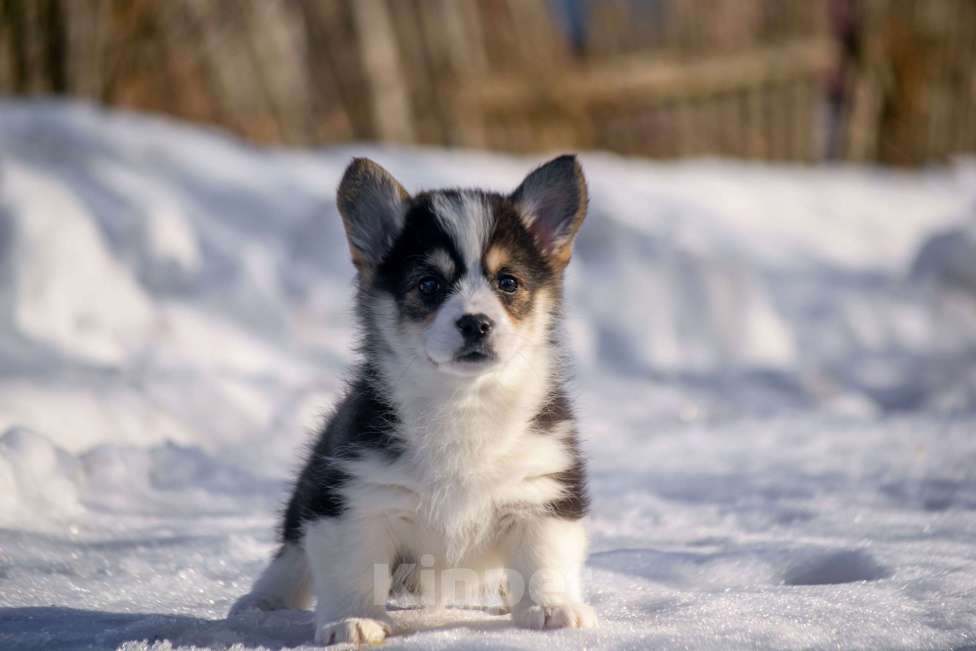 Собаки в Вологде: Вельш корги пемброк Девочка, 80 000 руб. - фото 1