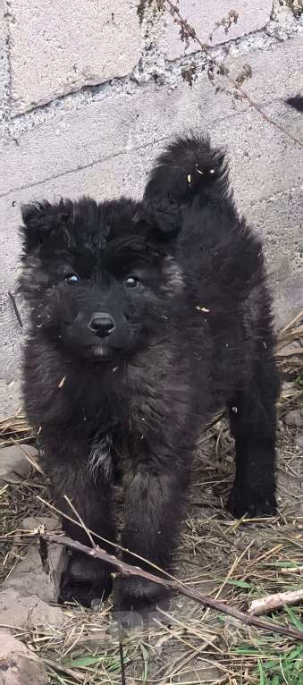 Собаки в Москве: Прекрасные малыши ищут своих родителей! Мальчик, Бесплатно - фото 1