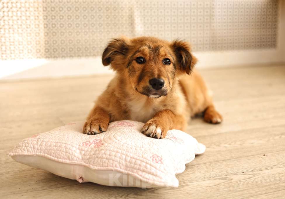 Собаки в Москве: Щенок бесплатно в Москве Девочка, Бесплатно - фото 7