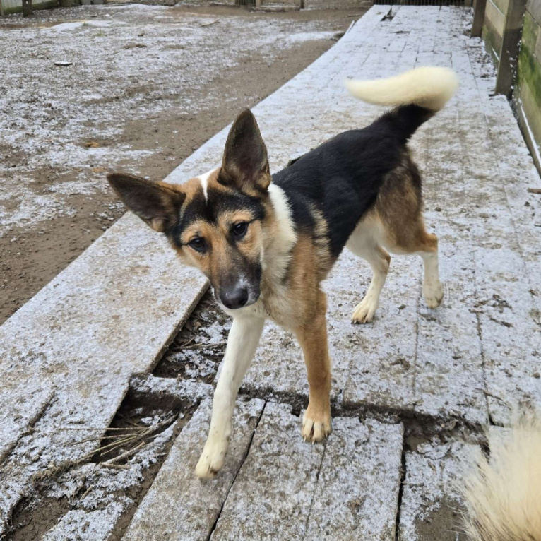 Собаки в Клине: Кокос — добрый и звонкий мальчишка в поисках самого лучшего хозяина Мальчик, Бесплатно - фото 4