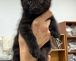 Кошки в Мытищах: Котенок Брюс в добрые руки Мальчик, Бесплатно - фото 1