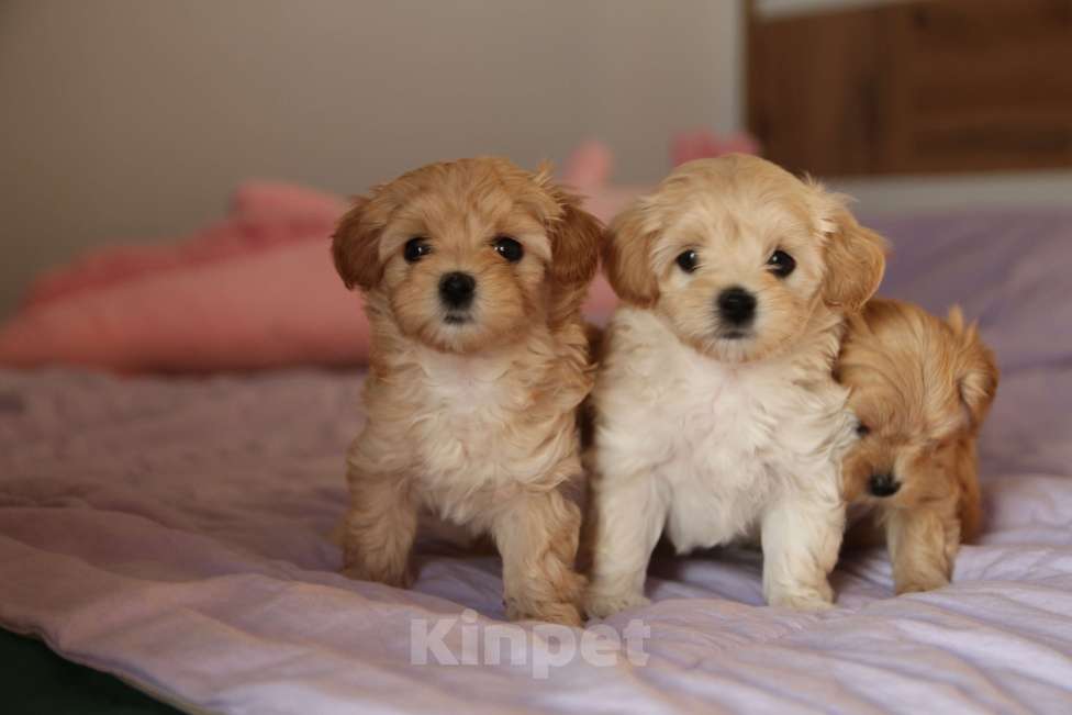 Собаки в Москве: Мальтипу щенок F1 девочка кремовая + милый видеоархив взросления 🐶 Девочка, Бесплатно - фото 4